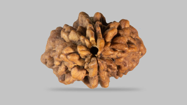 2 MUKHI RUDRAKSHA (33.44 mm)