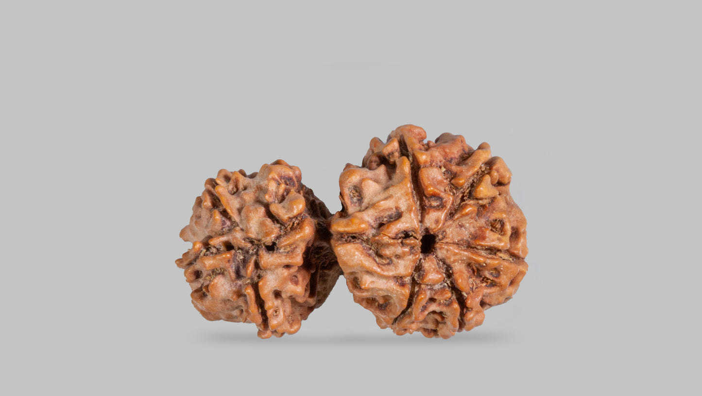 8 MUKHI GAURI SHANKAR RUDRAKSHA (31.06 mm)