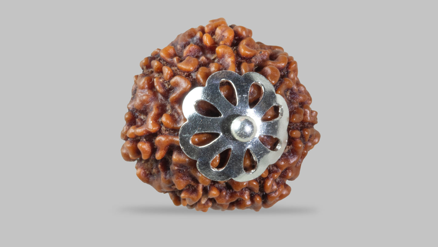 7 MUKHI RUDRAKSHA (19.22 mm)