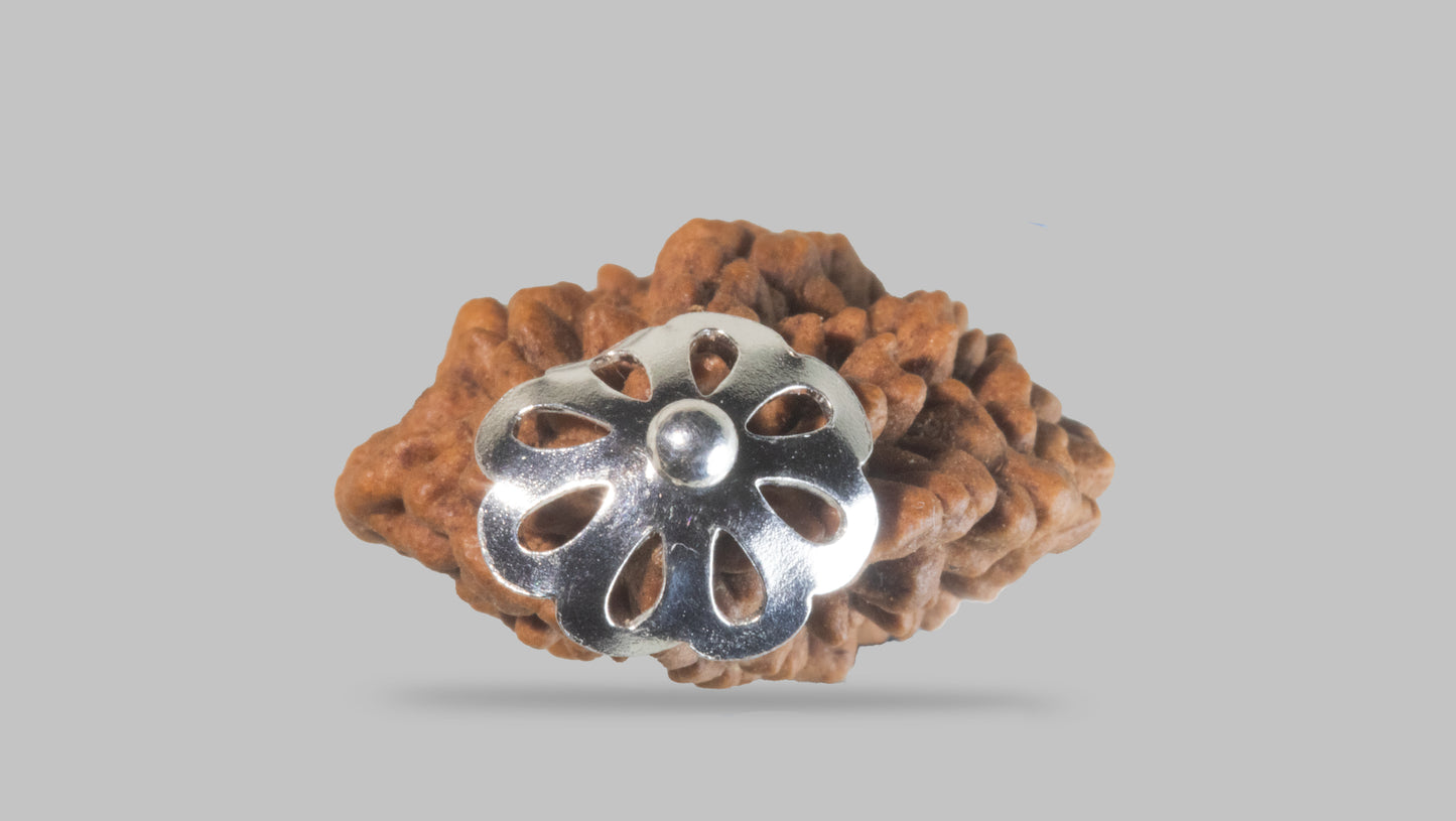 2 MUKHI RUDRAKSHA (28.81 mm)
