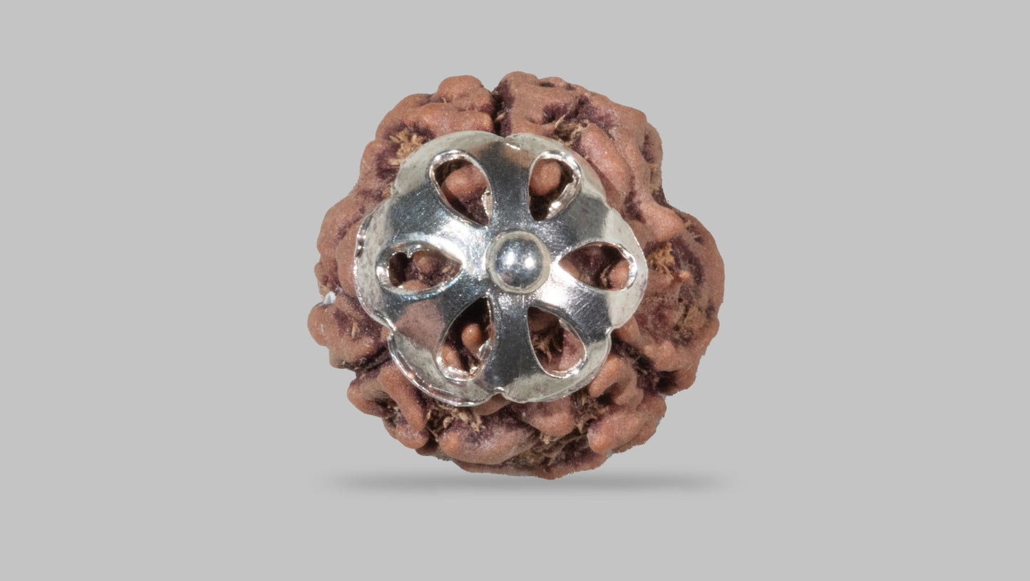 3 MUKHI RUDRAKSHA (21.31 mm)