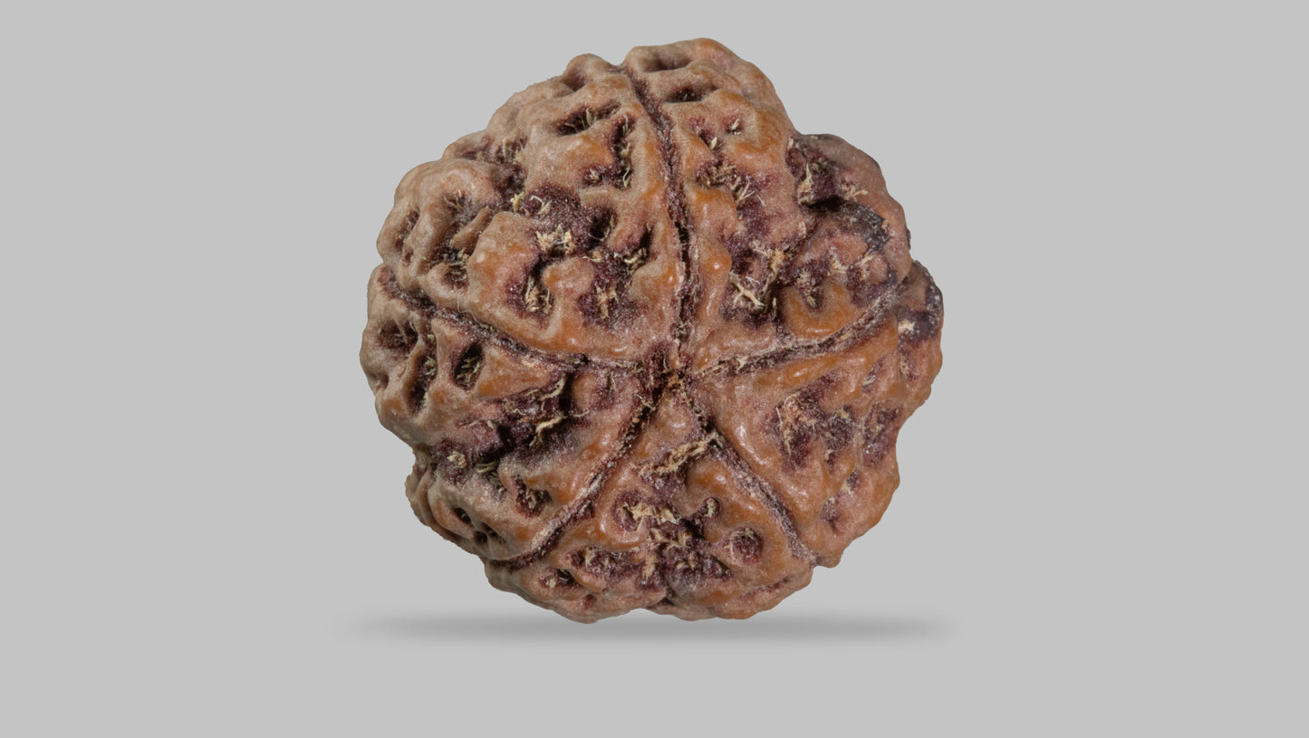 5 MUKHI RUDRAKSHA (22.30 mm)