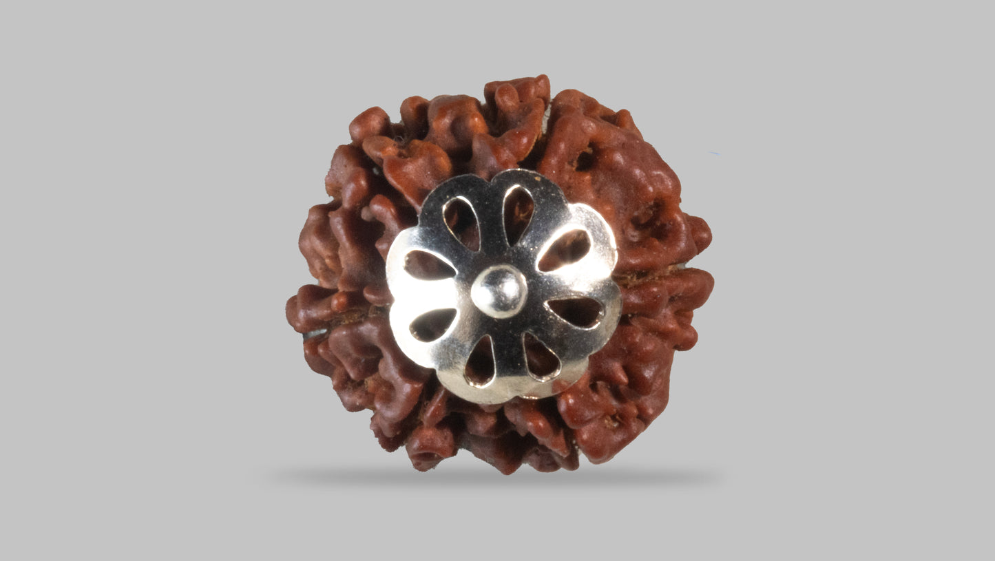 6 MUKHI RUDRAKSHA (19.10 mm)