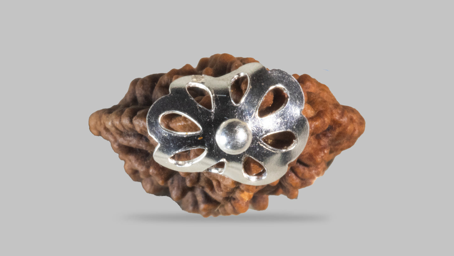 2 MUKHI RUDRAKSHA (25.01 mm)