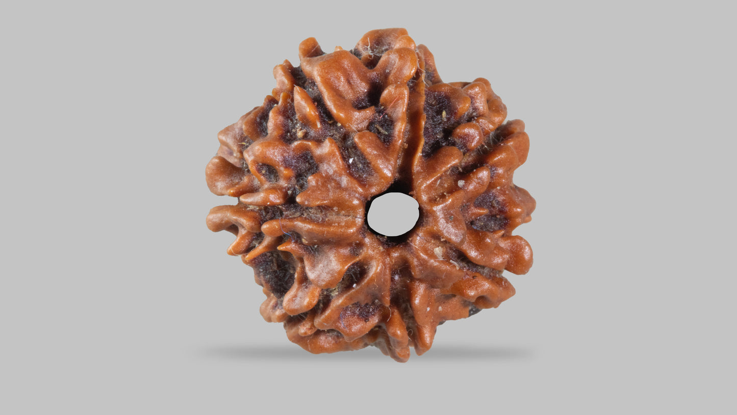 7 MUKHI RUDRAKSHA (17.88 mm)