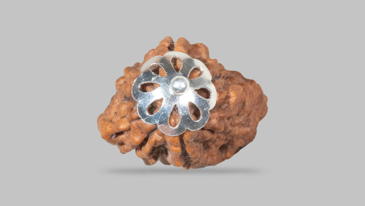 2 MUKHI RUDRAKSHA (20.80 mm)