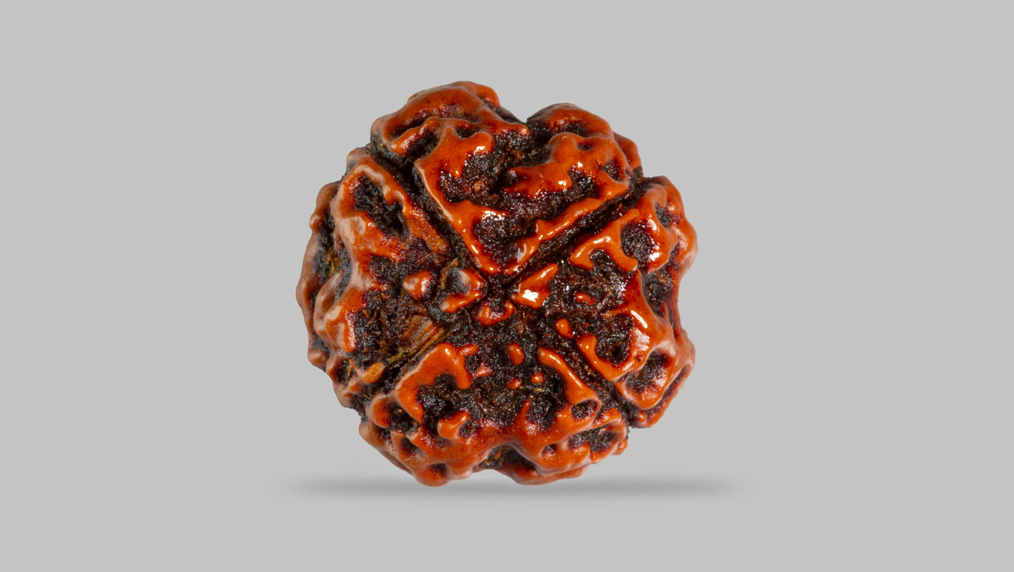 4 MUKHI RUDRAKSHA (17.94 mm)