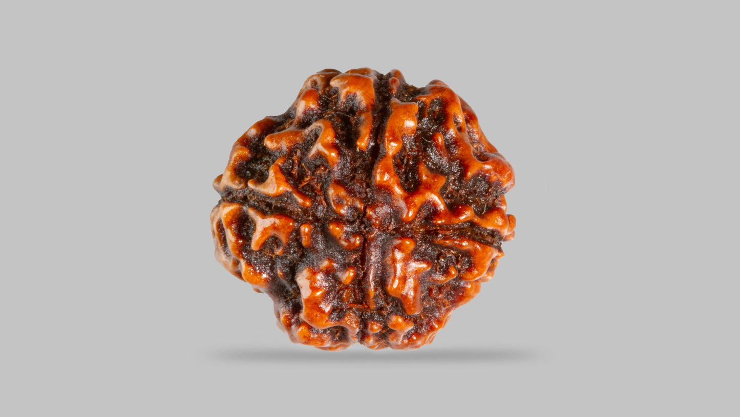 4 MUKHI RUDRAKSHA (16.05 mm)