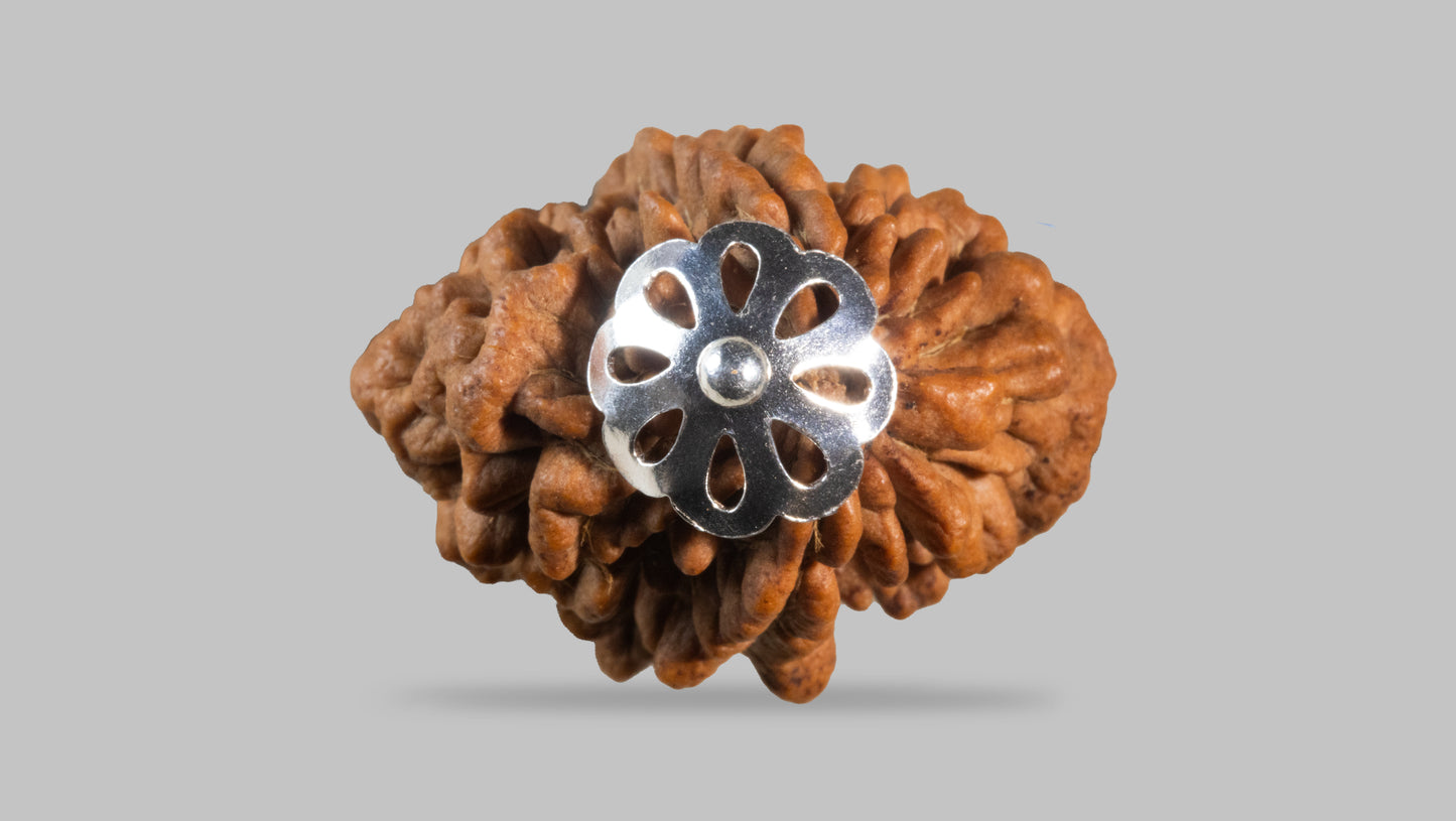 2 MUKHI RUDRAKSHA (31.94 mm)