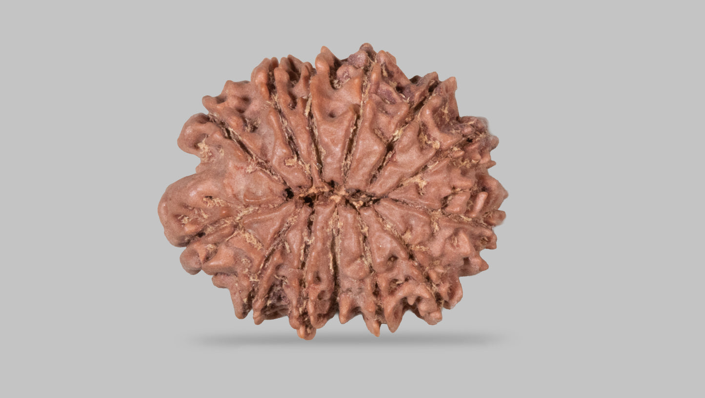 13 MUKHI RUDRAKSHA (27.87 mm)