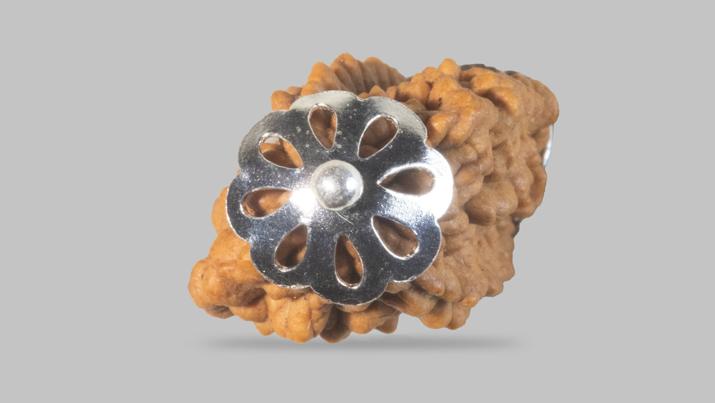 2 MUKHI RUDRAKSHA (27.35 mm)