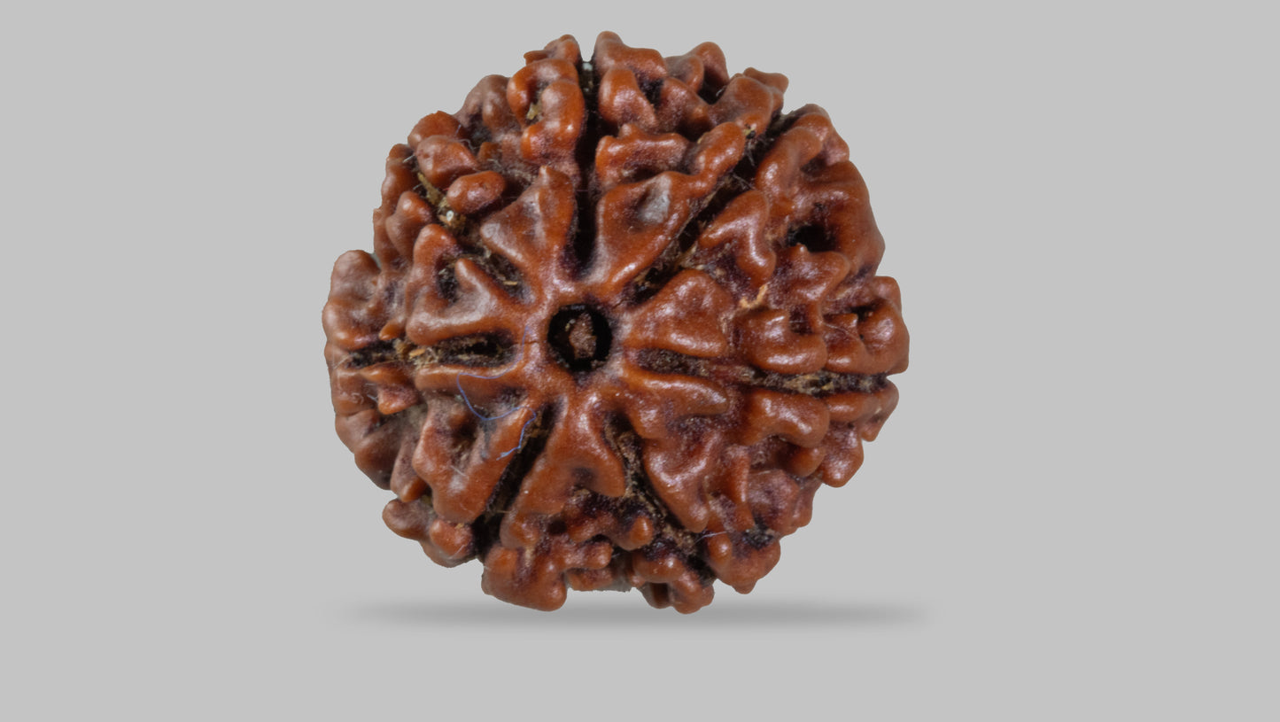 7 MUKHI RUDRAKSHA (17.80 mm)
