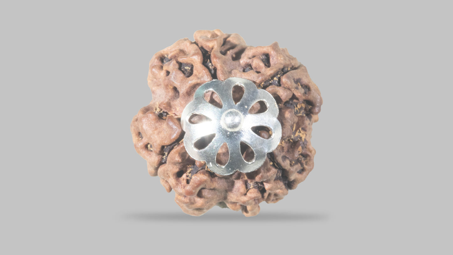 4 MUKHI RUDRAKSHA (21.30 mm)