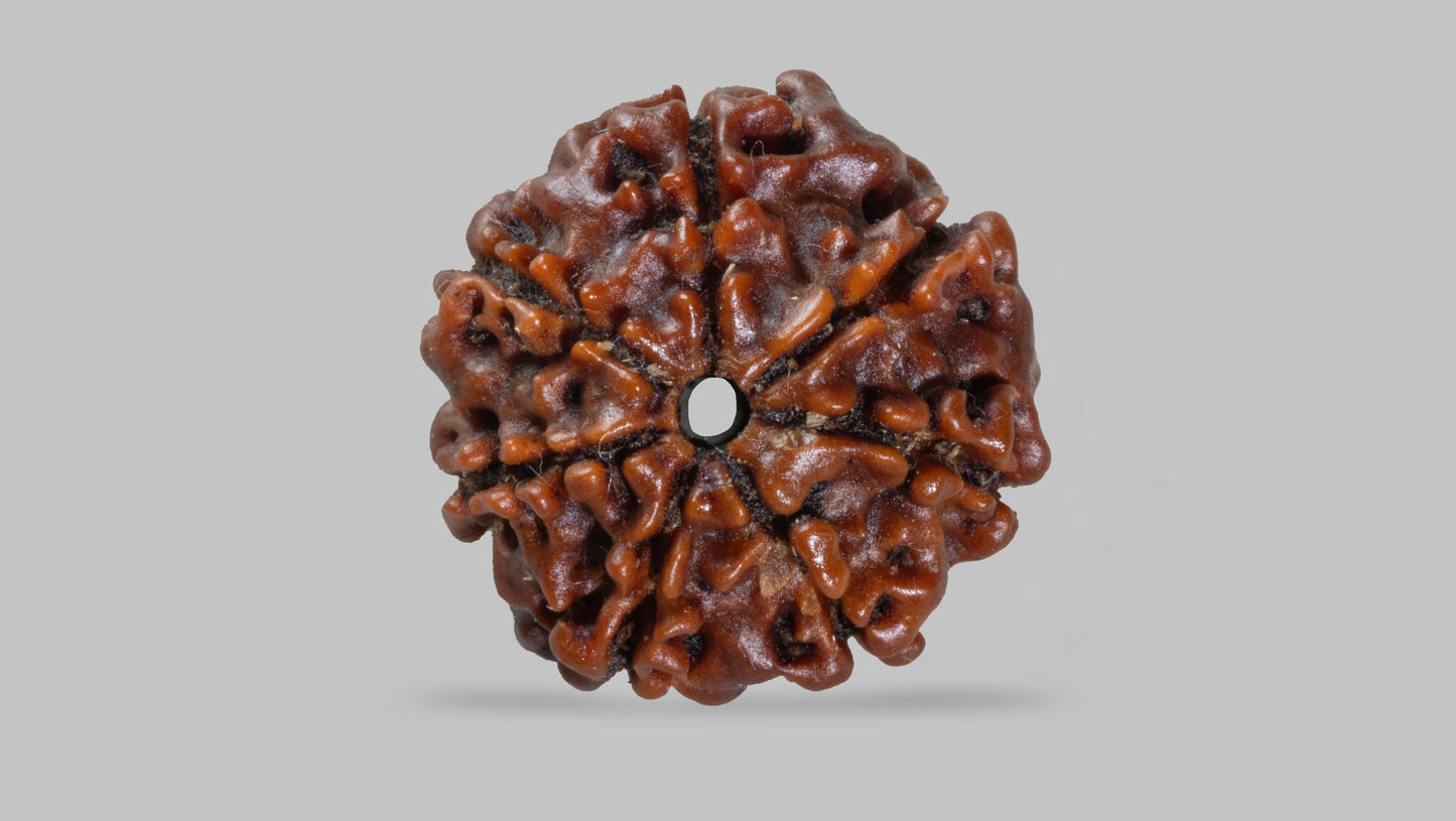 7 MUKHI RUDRAKSHA (18.51 mm)
