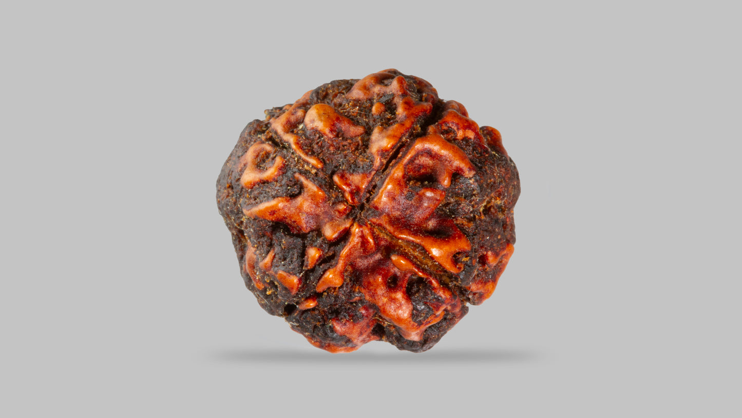4 MUKHI RUDRAKSHA (17.11 mm)