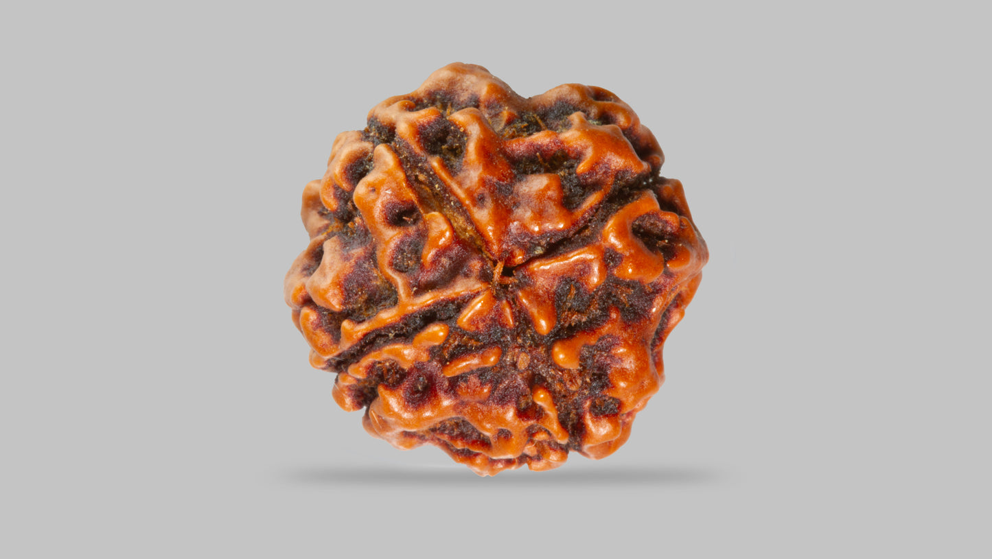 4 MUKHI RUDRAKSHA (17.45 mm)