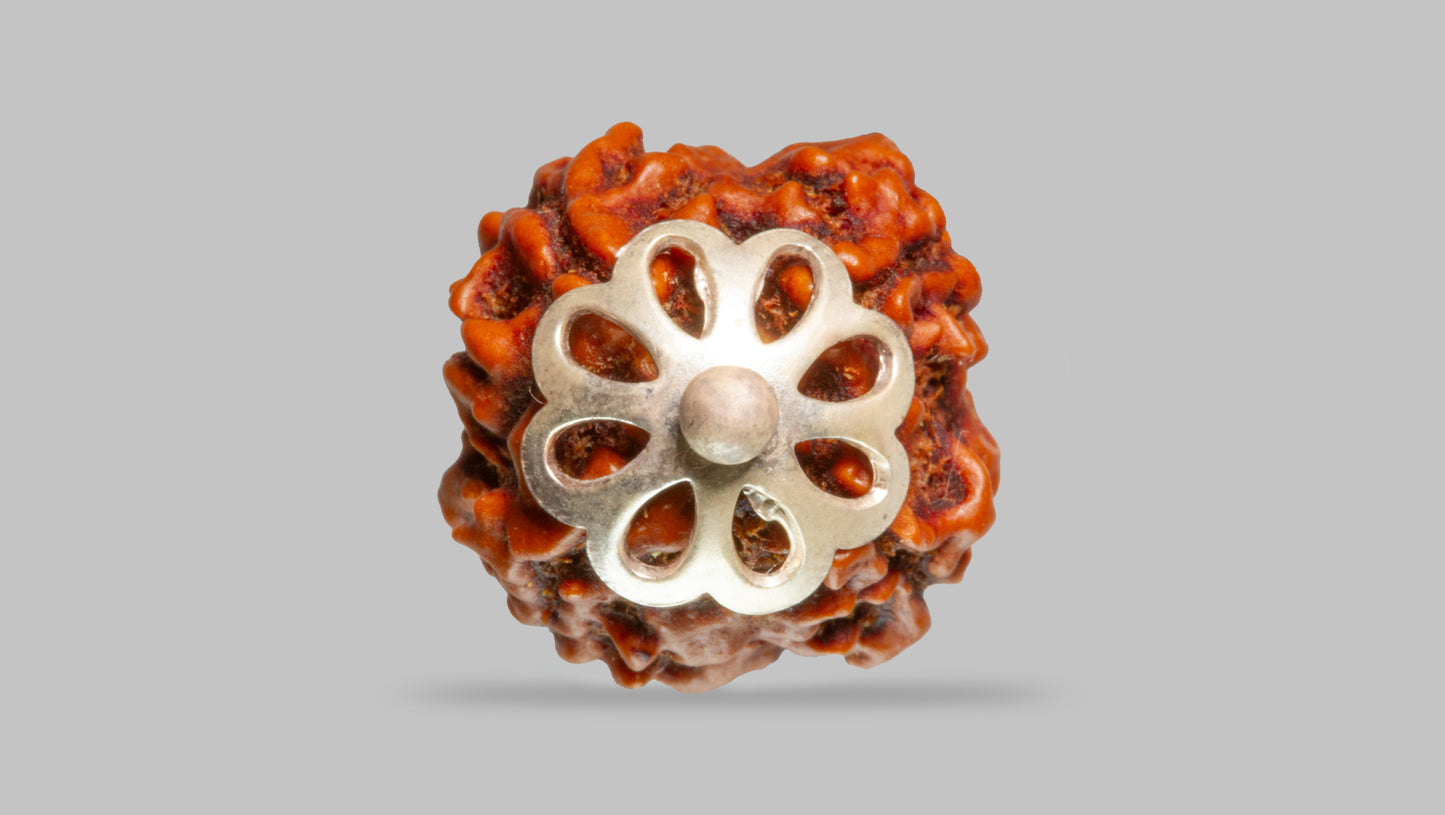 4 MUKHI RUDRAKSHA (18.57 mm)
