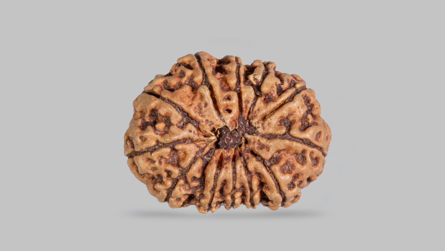 12 MUKHI RUDRAKSHA (24.89 mm)