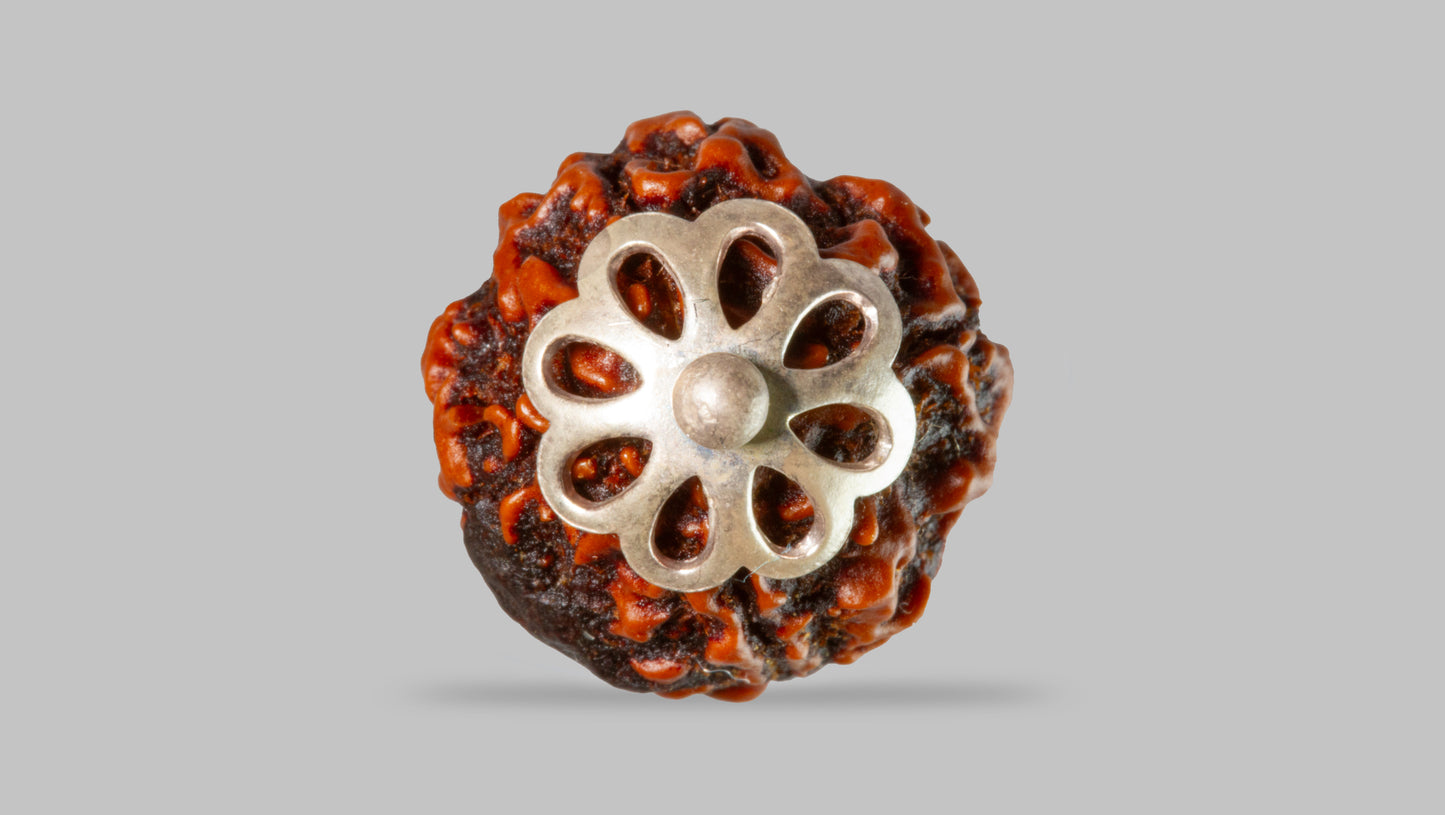 4 MUKHI RUDRAKSHA (19.51 mm)