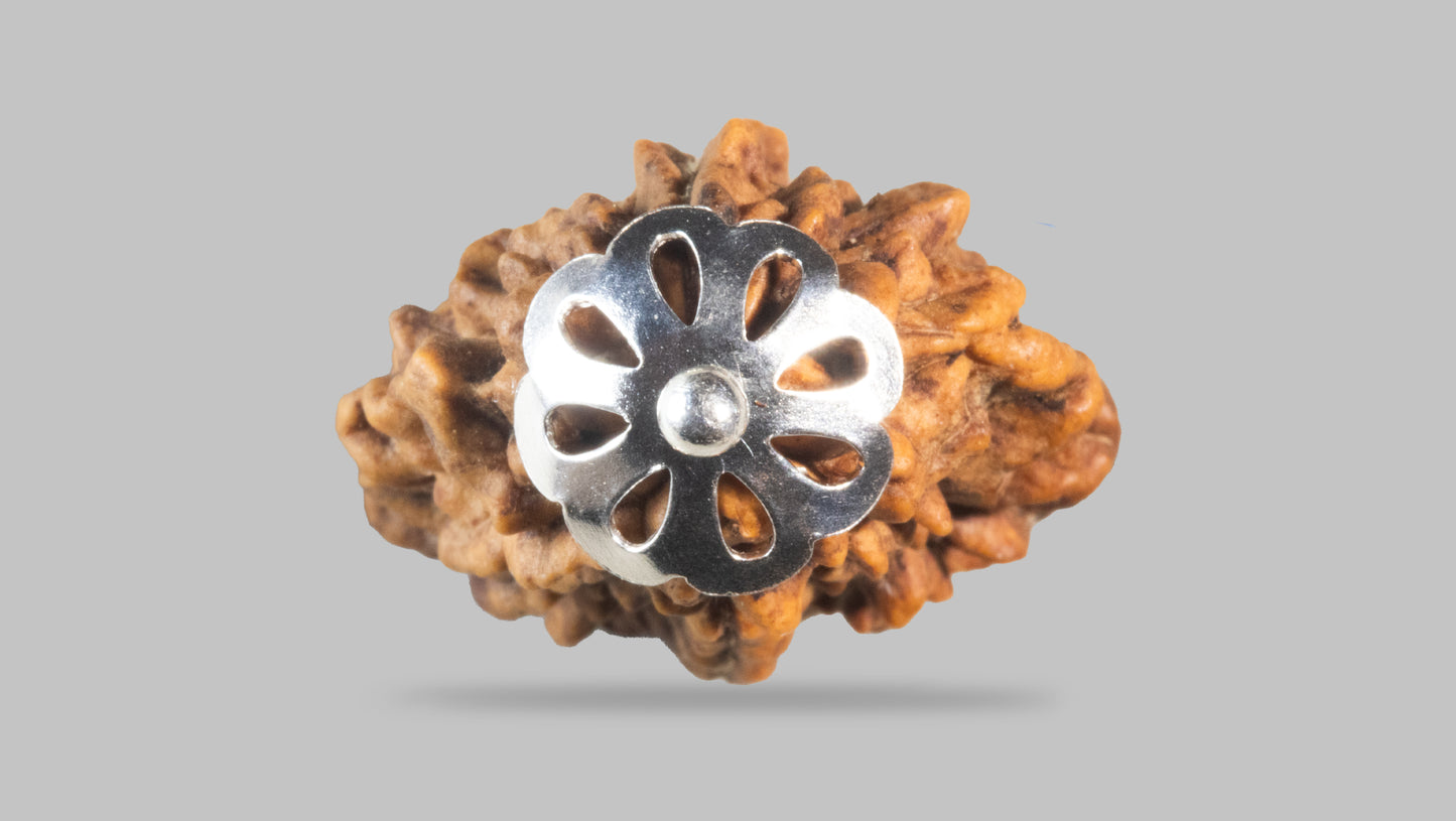 2 MUKHI RUDRAKSHA (28.98 mm)