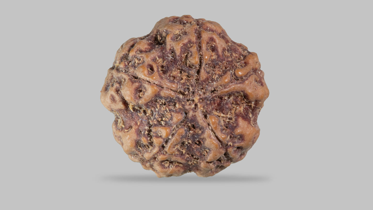 5 MUKHI RUDRAKSHA (21.95 mm)