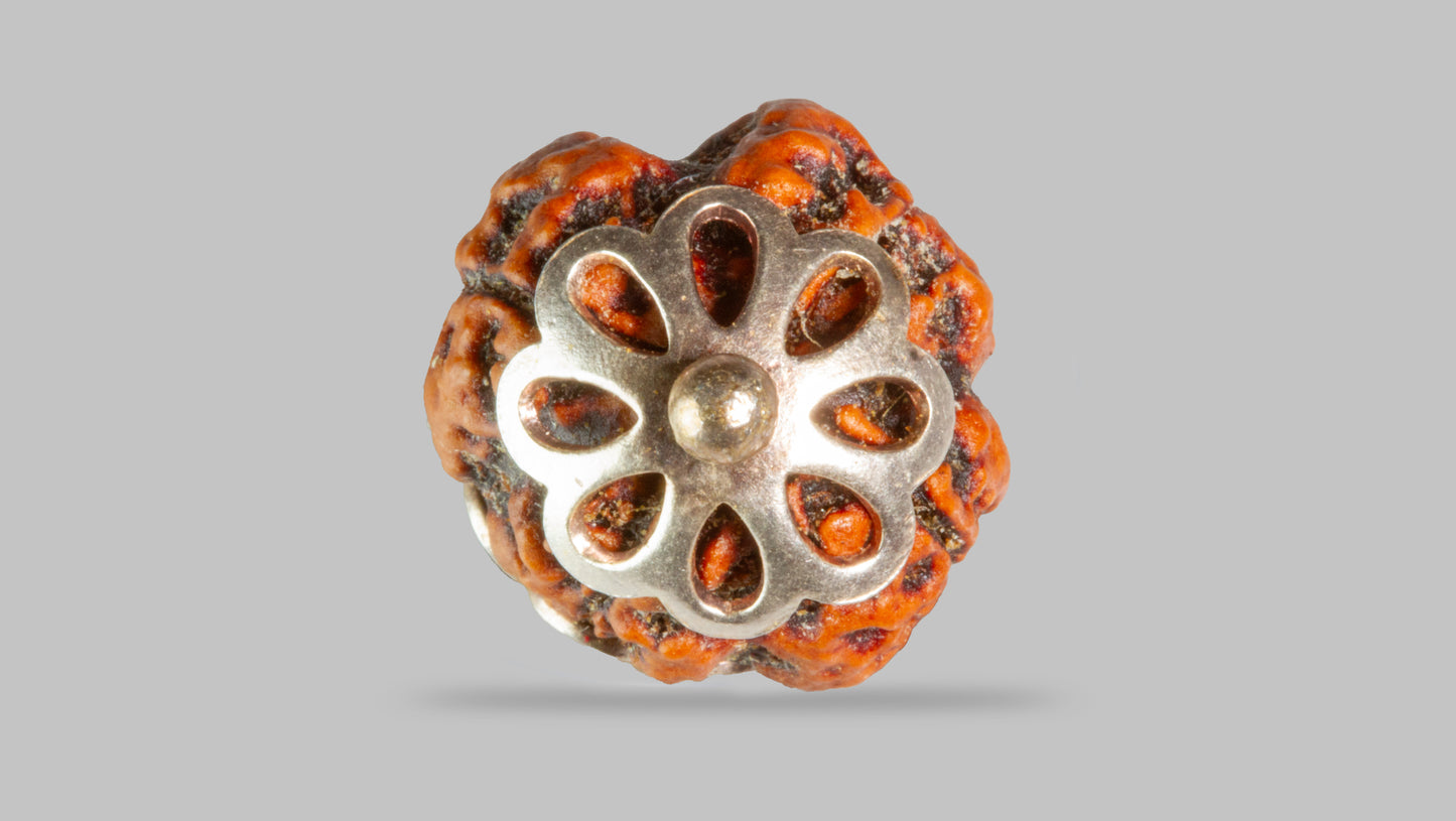 4 MUKHI RUDRAKSHA (16.08 mm)