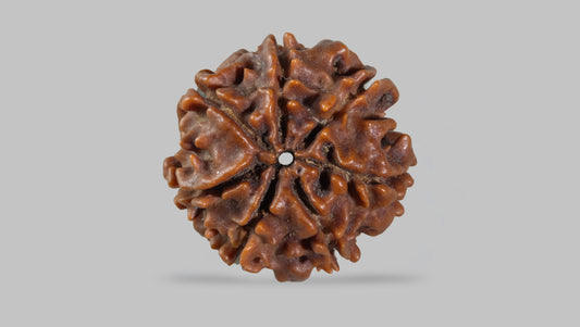 7 MUKHI RUDRAKSHA (19.95 mm)