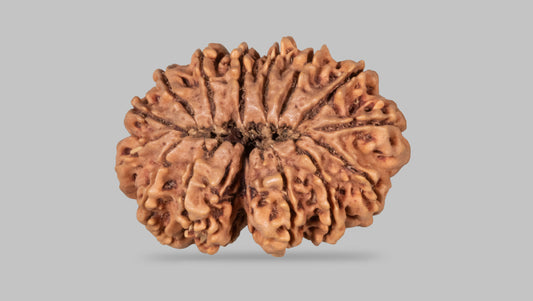 14 MUKHI RUDRAKSHA (34.96 mm)