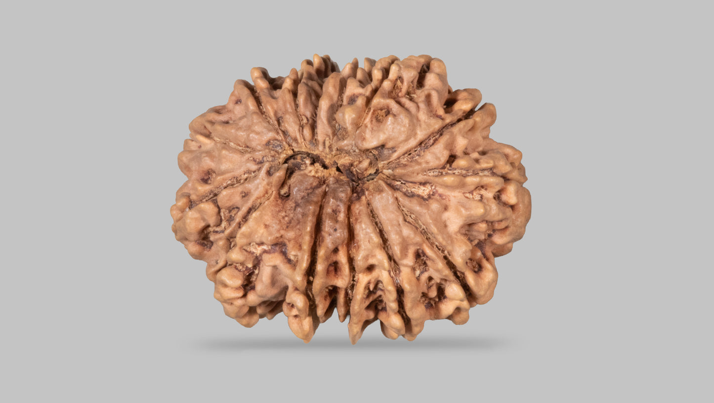 14 MUKHI RUDRAKSHA (32.71 mm)