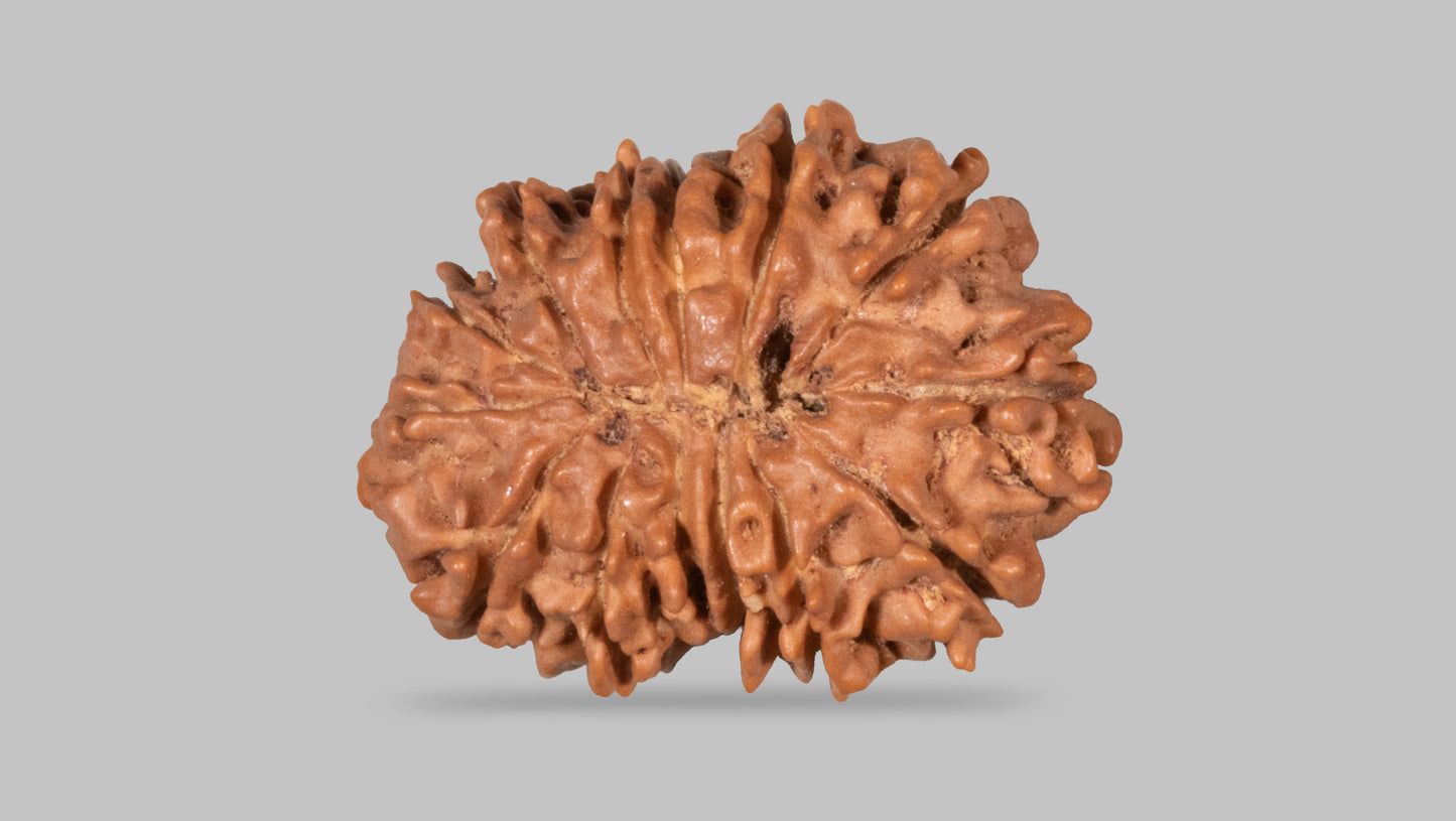 14 MUKHI RUDRAKSHA (30.12 mm)
