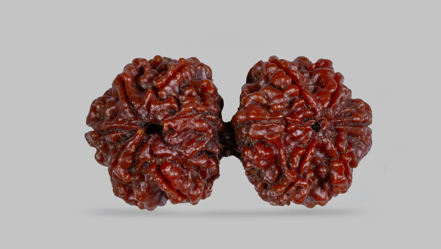 10 MUKHI RUDRAKSHA GAURI SHANKAR  (34.85 mm)