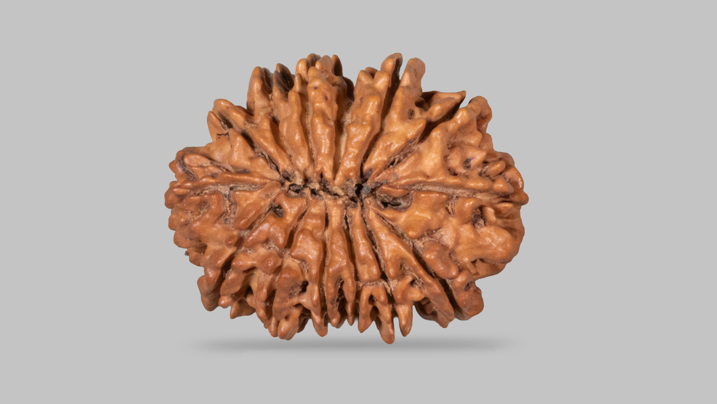 14 MUKHI RUDRAKSHA (31.52 mm)