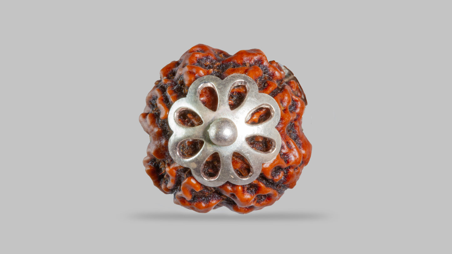 4 MUKHI RUDRAKSHA (18.51 mm)