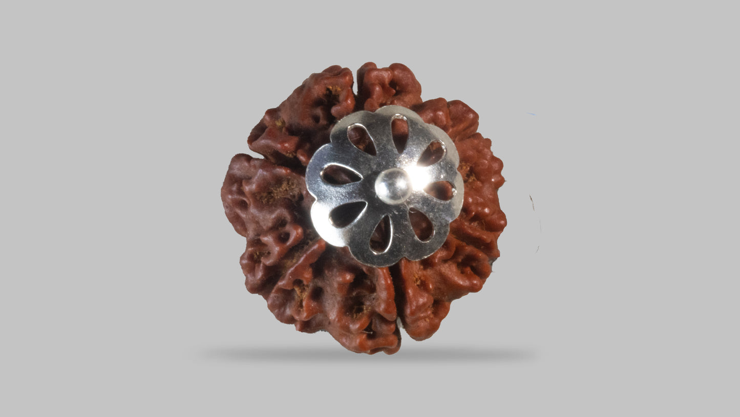 6 MUKHI RUDRAKSHA (20.11 mm)