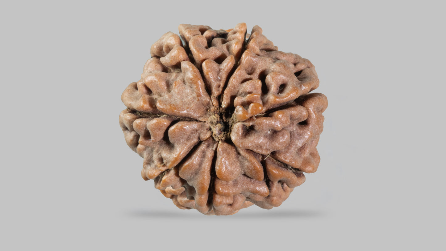 7 MUKHI RUDRAKSHA (21.80 mm)
