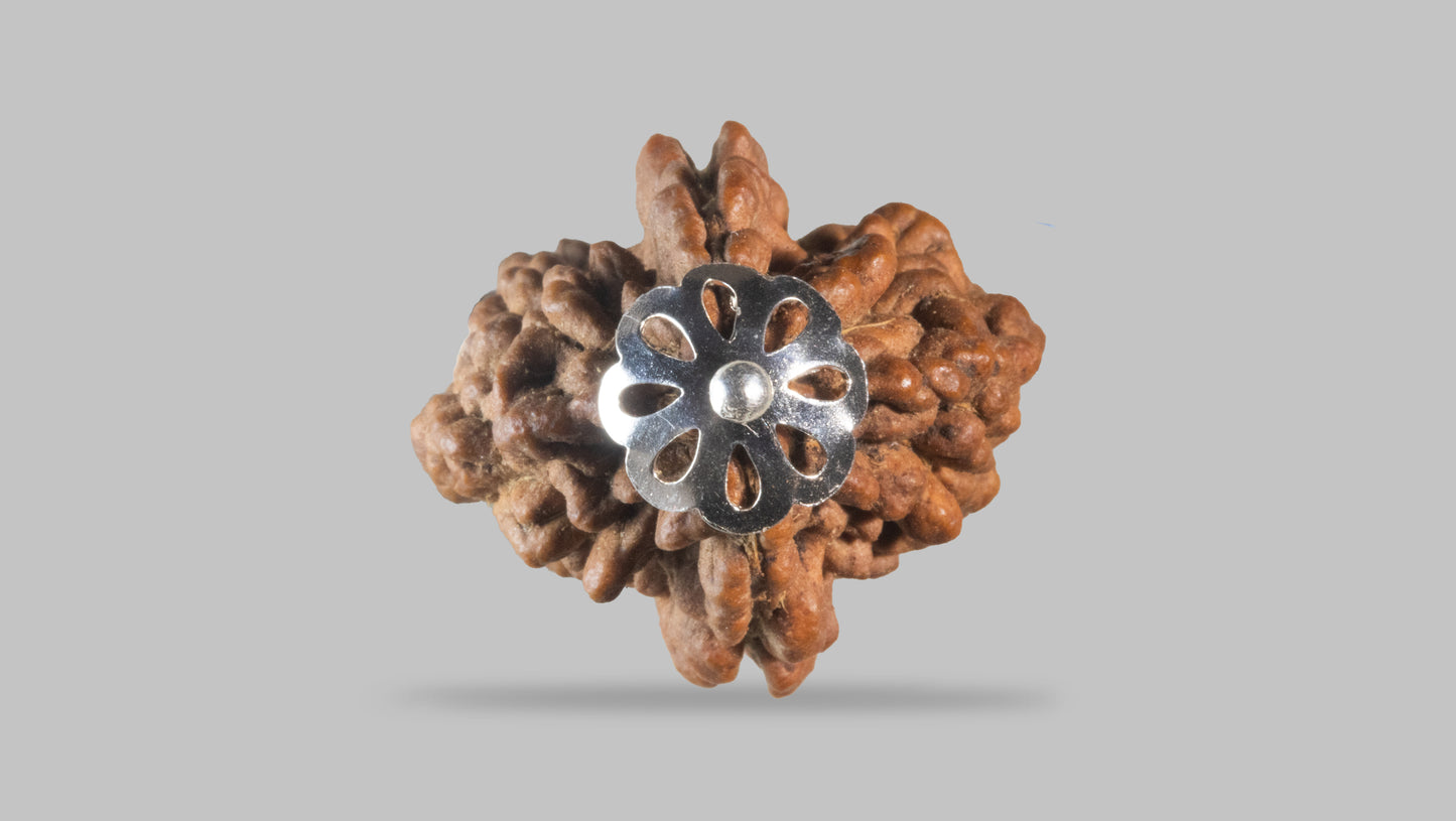 2 MUKHI RUDRAKSHA (40.31 mm)