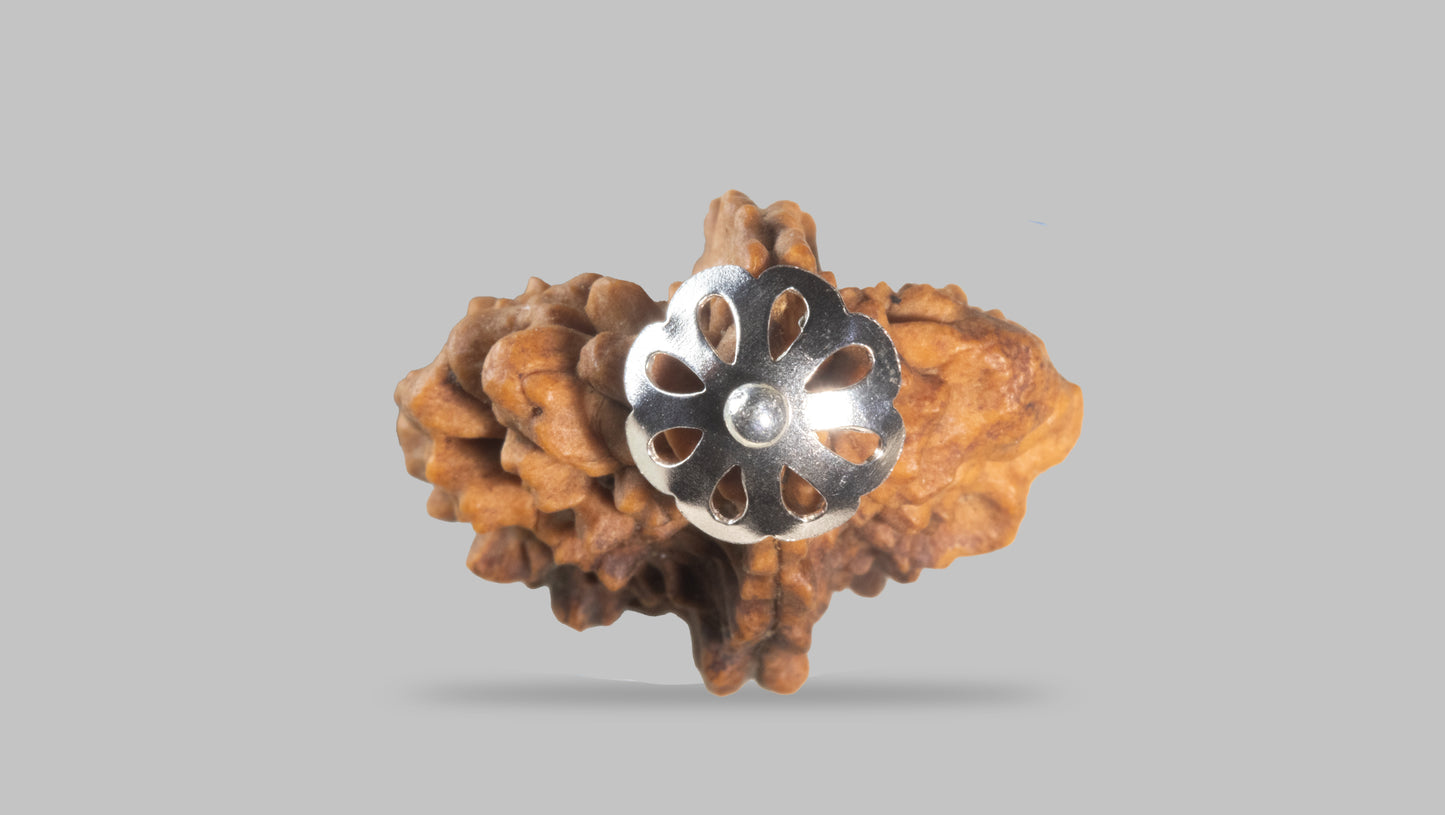 2 MUKHI RUDRAKSHA (34.65 mm)