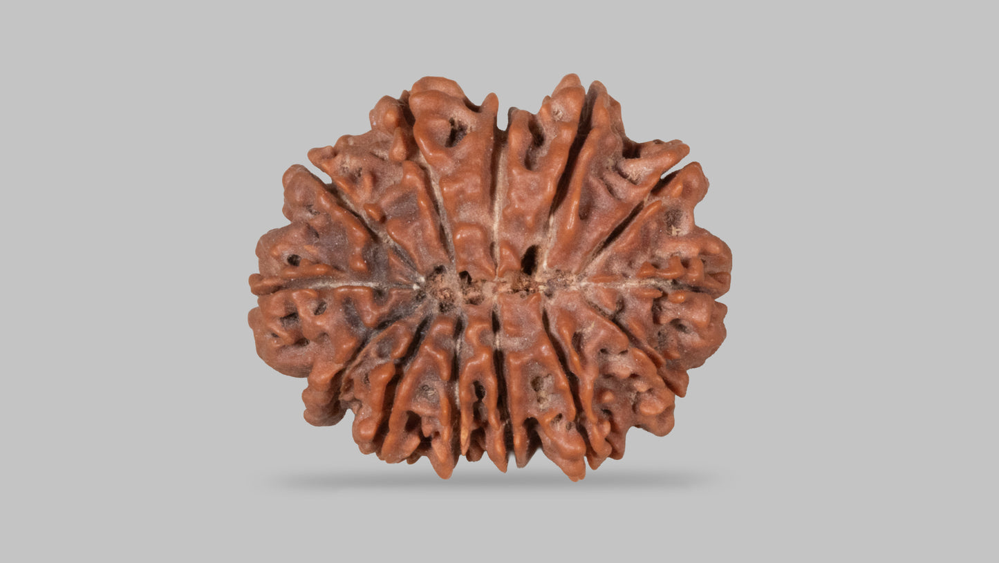 13 MUKHI RUDRAKSHA (29.75 mm)