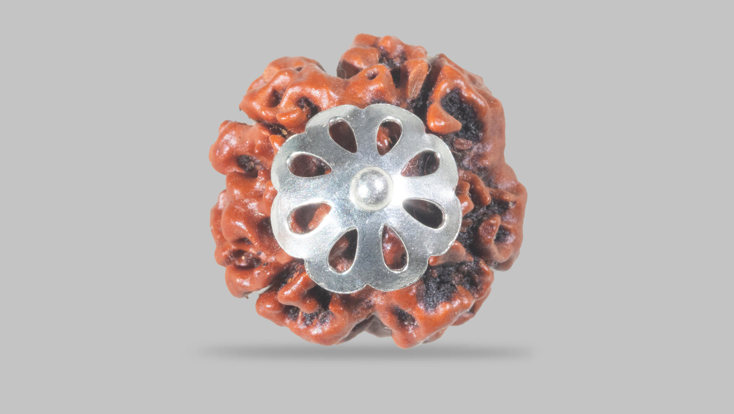 4 MUKHI RUDRAKSHA (18.80 mm)