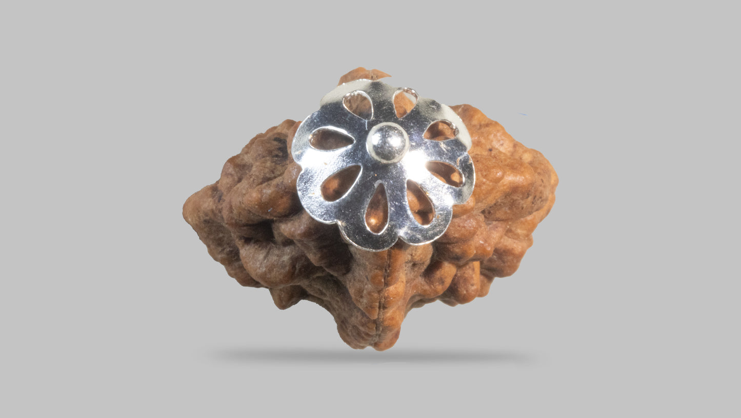 2 MUKHI RUDRAKSHA (29.48 mm)