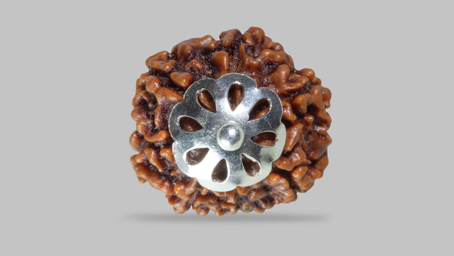 7 MUKHI RUDRAKSHA (19.35 mm)