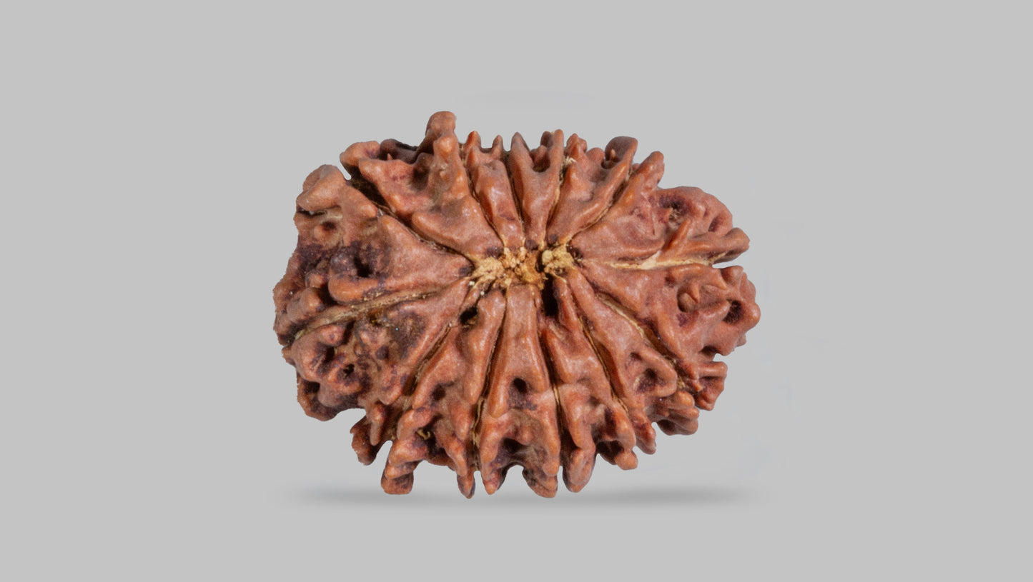 12 MUKHI RUDRAKSHA (22.98 mm)