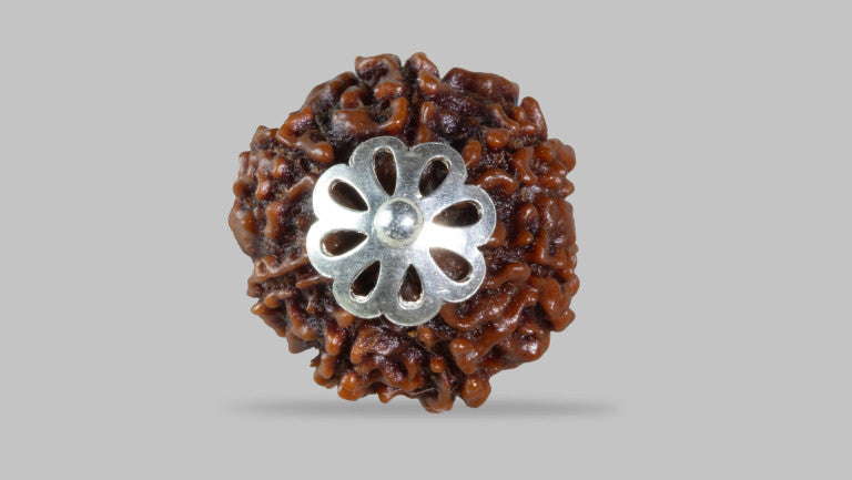7 MUKHI RUDRAKSHA (19.11 mm)