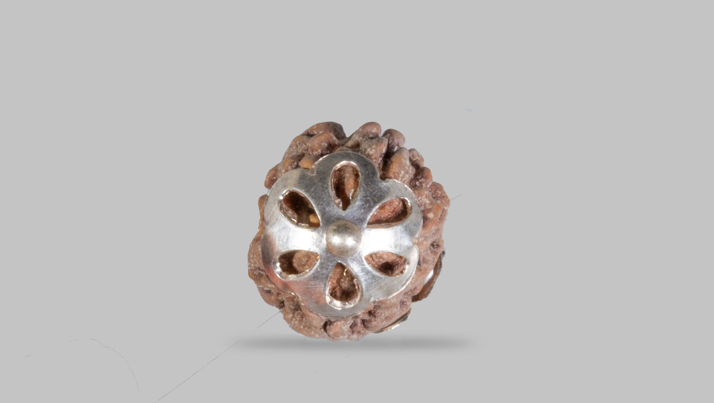 2 MUKHI RUDRAKSHA (19.30 mm)