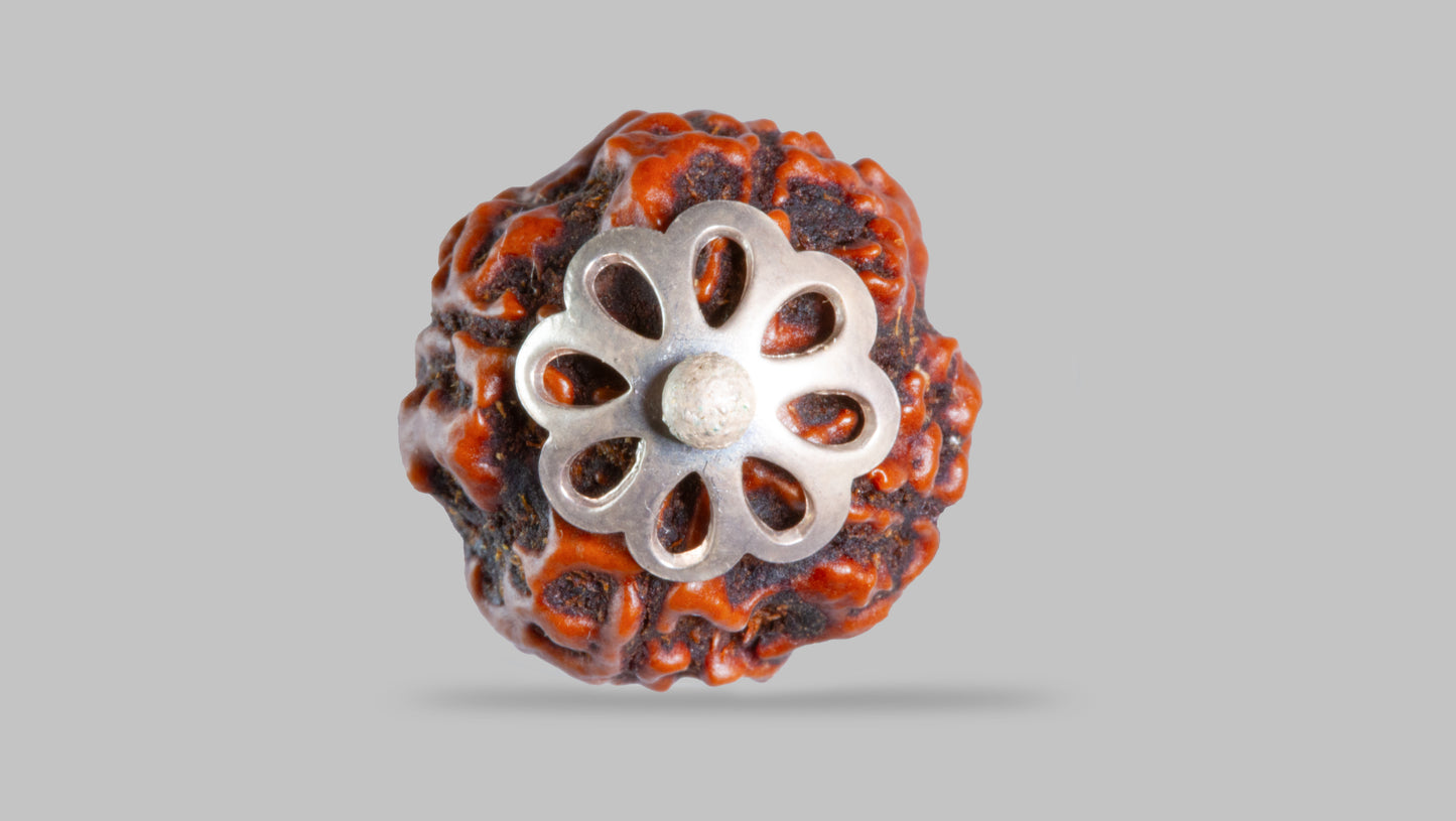 4 MUKHI RUDRAKSHA (20.23 mm)