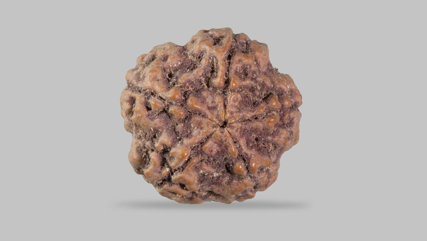 5 MUKHI RUDRAKSHA (21.85 mm)