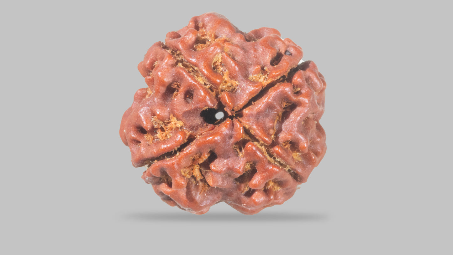 4 MUKHI RUDRAKSHA (19.25 mm)