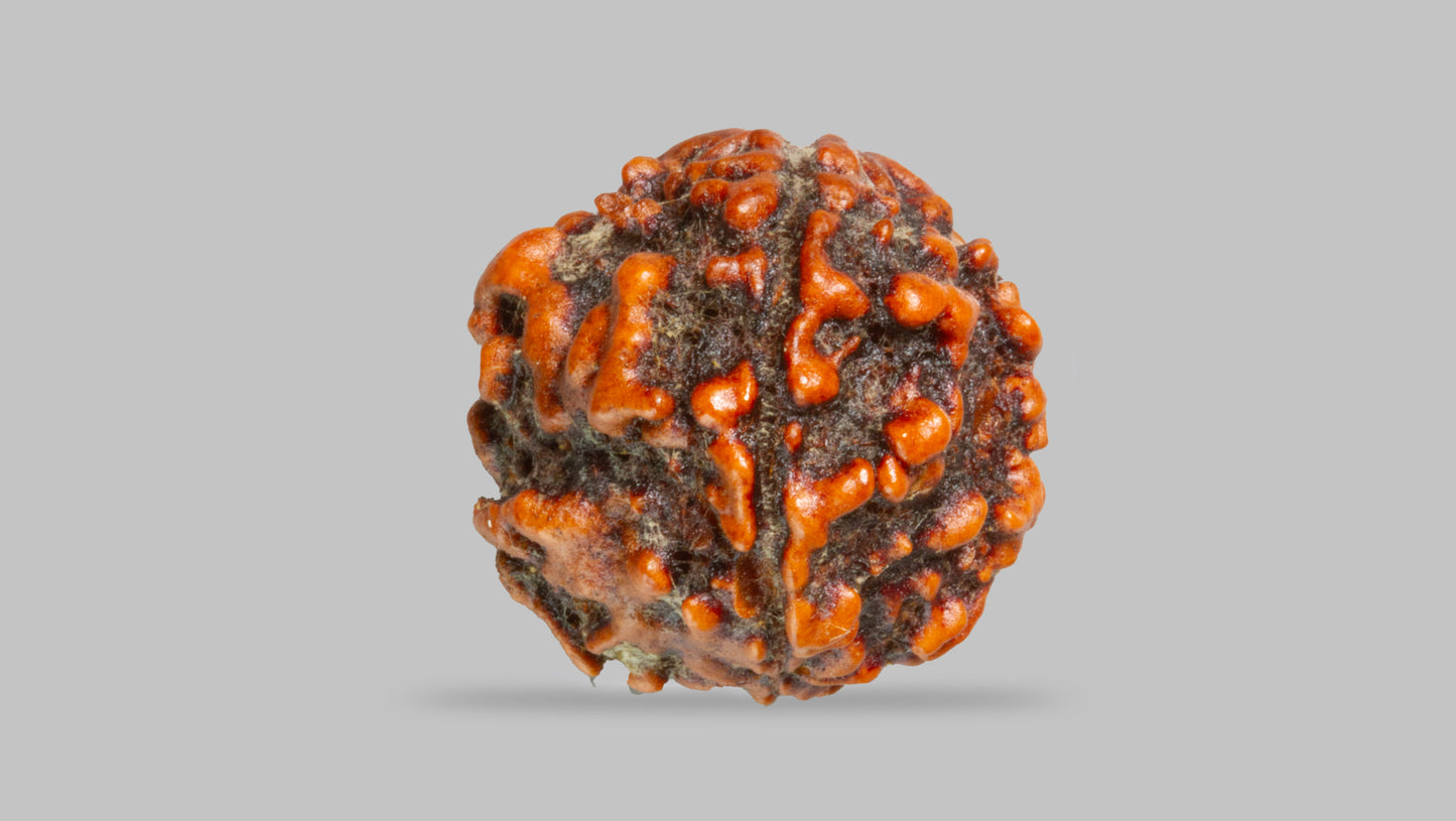 4 MUKHI RUDRAKSHA (17.80 mm)