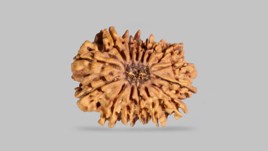 15 MUKHI RUDRAKSHA (23.46 mm)