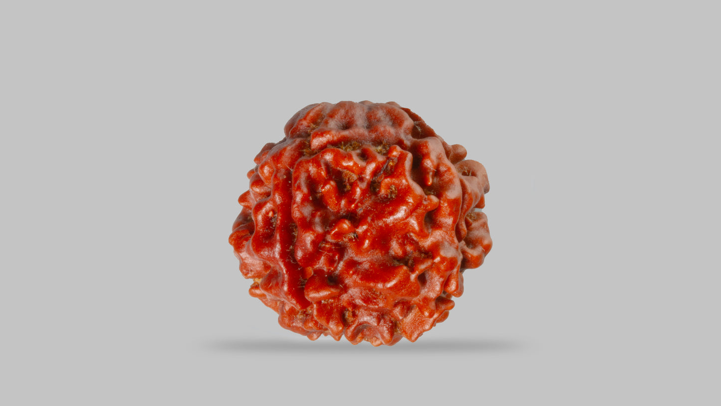 4 MUKHI RUDRAKSHA (19.71 mm)